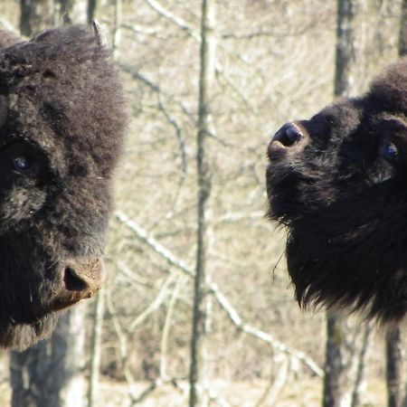 Vila Parc Animalier Du Herisson Doucier Exteriér fotografie