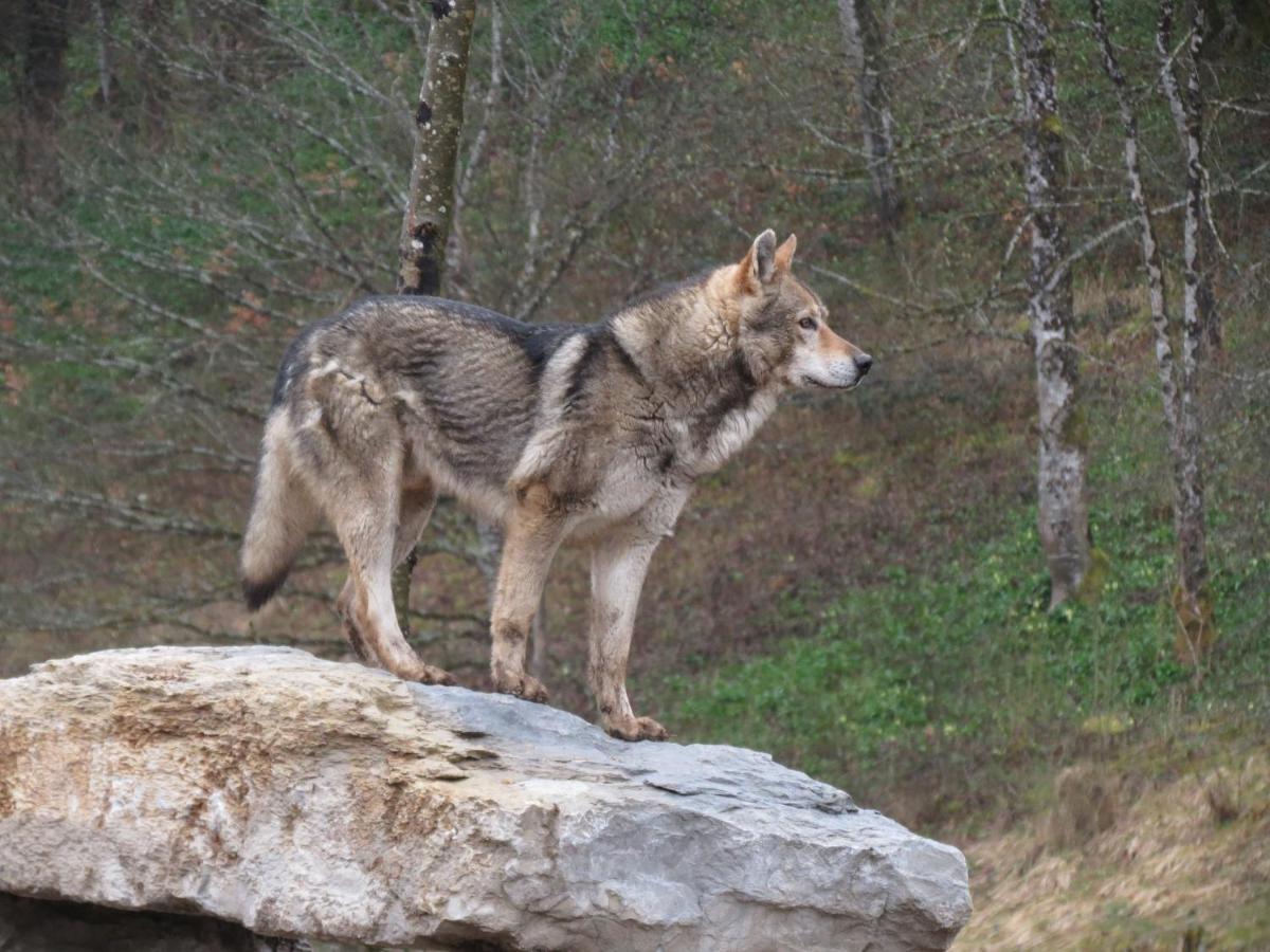 Vila Parc Animalier Du Herisson Doucier Exteriér fotografie