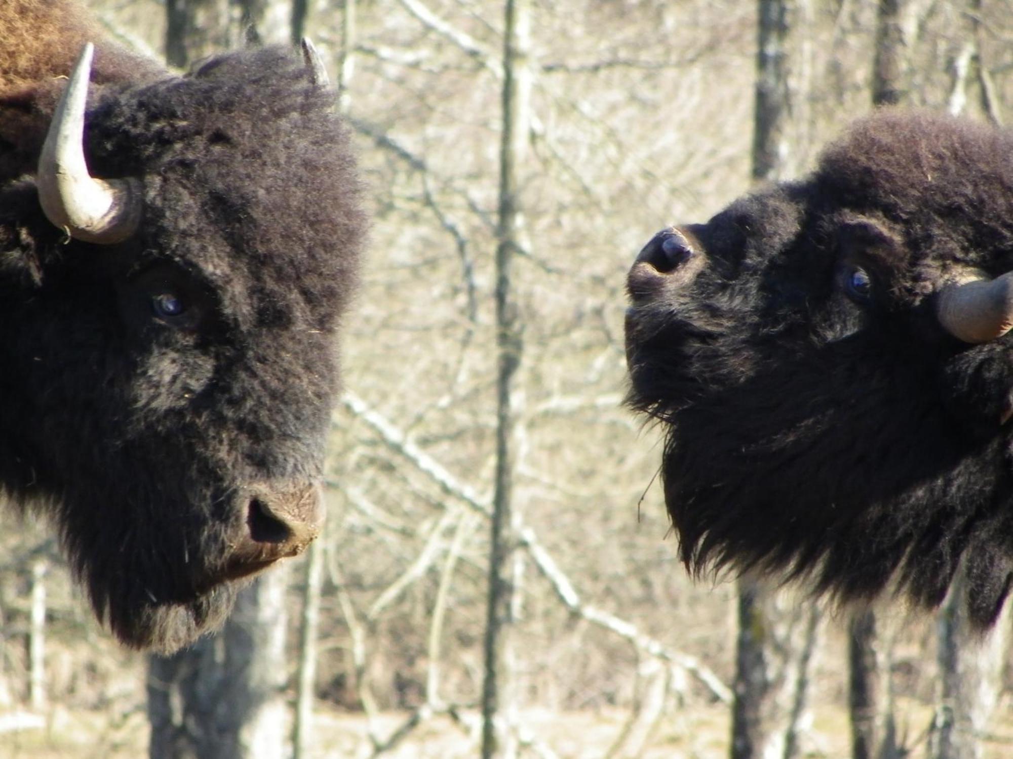 Vila Parc Animalier Du Herisson Doucier Exteriér fotografie