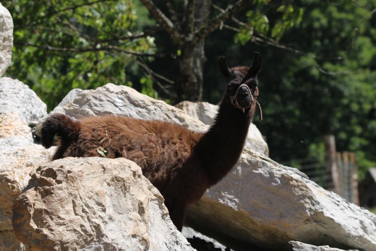 Vila Parc Animalier Du Herisson Doucier Exteriér fotografie