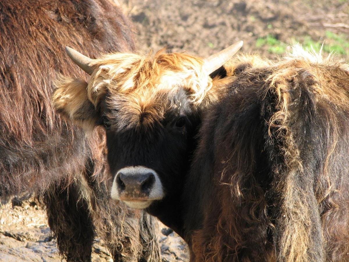 Vila Parc Animalier Du Herisson Doucier Exteriér fotografie