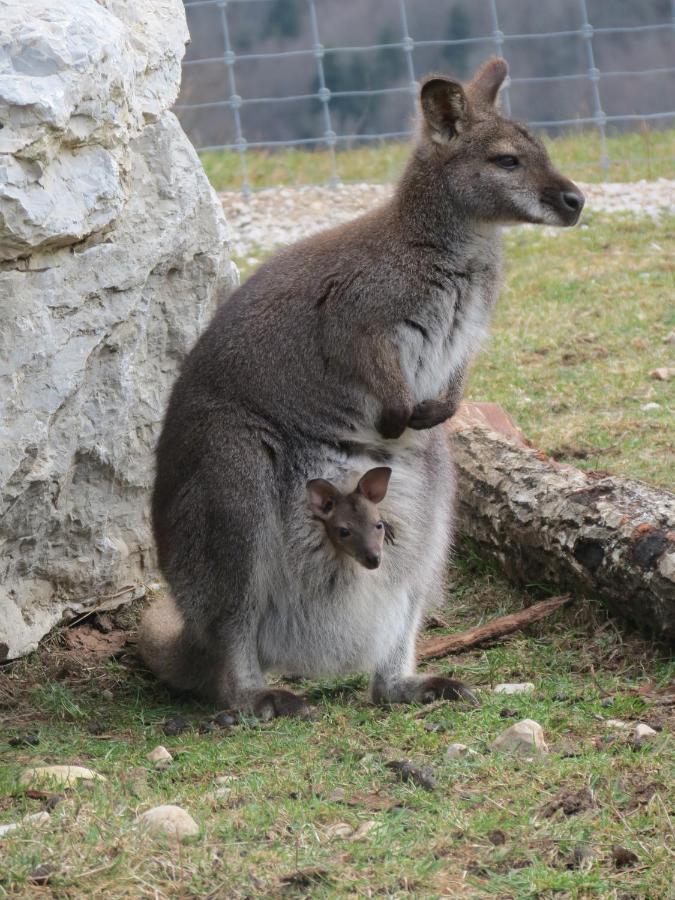 Vila Parc Animalier Du Herisson Doucier Exteriér fotografie